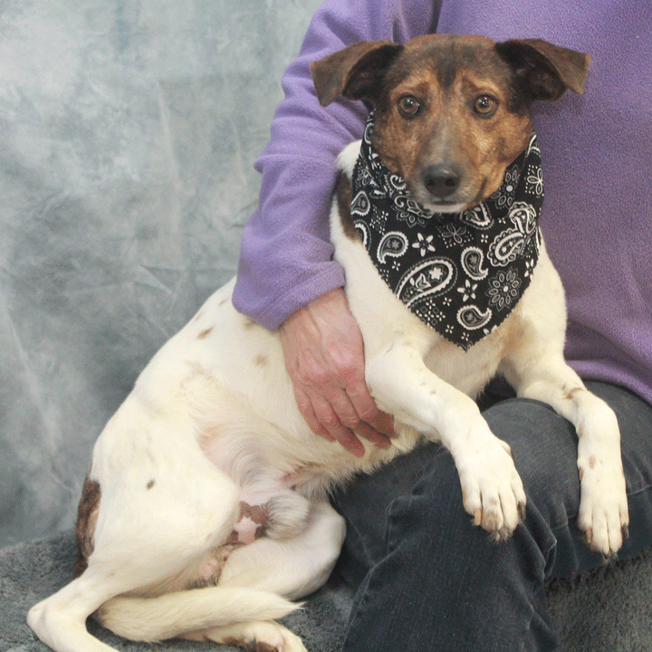 mountain cur jack russell mix
