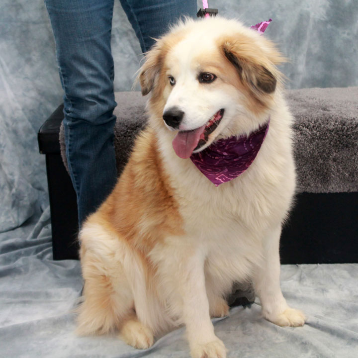Meet Apricot, a beautiful 3 year-old Great Pyrenees/Aussie mix female with ...