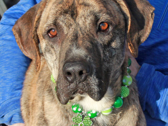 Amara is a beautiful 2.5 year-old Mountain Cur/Boxer mix with a pretty brindle coat and little bobtail. She was found as a very underweight stray and, when she wasn’t claimed at the shelter, made the trip to Canine Lifeline so […]