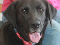 Blackjack is one GREAT dog! We just can’t emphasize enough how wonderful this dog is. Blackjack is a 1.5 year-old Black Lab mix who ended up in an overcrowded county dog shelter after his owner died and he had nowhere […]