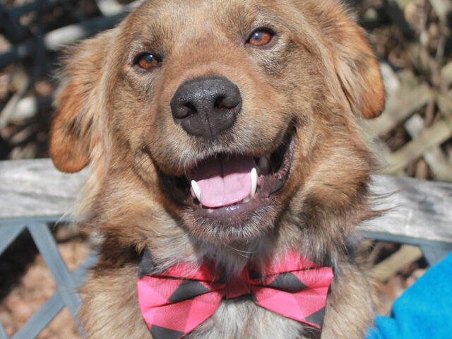 This very handsome dog with the beautiful smile and gorgeous chocolate-brown coat is Reed, a 3 year-old Aussie/Great Pyrenees mix neutered male. He came into an overcrowded county dog shelter as a stray and was quickly adopted but returned after […]