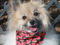 Tiny is a gorgeous 3 year-old Pomeranian who finds herself looking for a new home due to her owner’s failing health. We were told that this little lady had lived her life entirely indoors (in a playpen) prior to coming […]