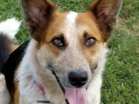 Forrest is a very active and outgoing 5-6 year-old Cattle Dog mix neutered male who was adopted from us about 2.5 years ago but now finds himself in need of a new home as the other dog in the home […]