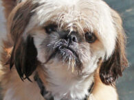 Olly is a spunky 2.5 year-old Shih Tzu mix neutered male who was surrendered to an overcrowded county dog shelter by his owners who were moving and not taking Olly along. His previous owners told the shelter that Olly could […]