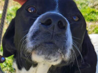 Dundee is probably a lab/pointer mix who is about 3 years old and weighs about 65 lbs.  He is not a big dog — the size of a lab — but he’s a solid boy.  He has a great personality […]